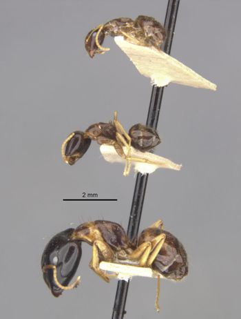 Media type: image;   Entomology 21550 Aspect: habitus lateral view